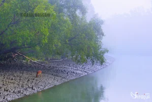 সুন্দরবন