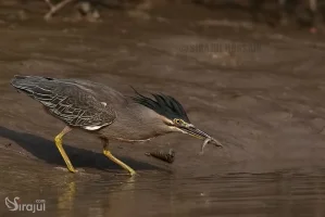 পাখি