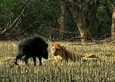 বুনো শুয়োর আর মৃতপ্রায় বাঘকে ভয় পাচ্ছে না, ছবি: বিবিসি তথ্যচিত্র গঙ্গা থেকে স্ক্রিন শট 