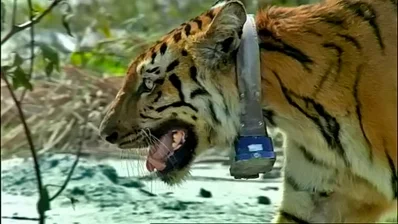 রেডিও কলার পরা দ্বিতীয় বাঘ, ছবি: বিবিসি তথ্যচিত্র গঙ্গা থেকে স্ক্রিন শট 