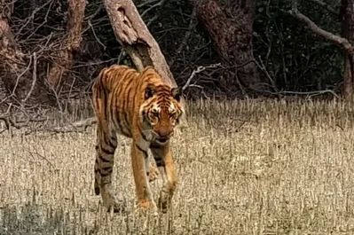 দ্বিতীয়বার অচেতন করার পর মৃত্যুর কাছাকাছি বাঘ, ছবি: বিবিসি তথ্যচিত্র গঙ্গা থেকে স্ক্রিন শট 