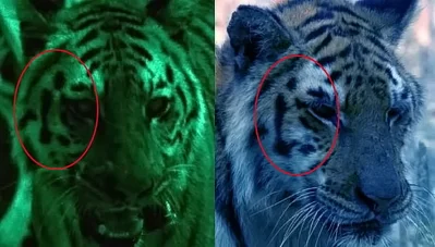 মুখের দাগ দেখায় যে বাঘটি কলারওয়ালা ছিল (রাতের শট) এবং ছবিতে যে বাঘটিকে সমস্যা বাঘ হিসাবে দাবি করা হয়েছিল (দিনের শট) সে একই বাঘ ছিল - বিবিসি গ্যাঞ্জেস থেকে স্ক্রিন শট