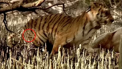 কলার পরা বাঘকে আবার অচেতন করা, যেখানে পিছনের ডান পায়ে ট্রাঙ্কুইলাইজার ডার্ট এবং ঘাড়ে কলার, উভয়ই দৃশ্যমান - বিবিসি গ্যাঞ্জেস থেকে স্ক্রিন শট